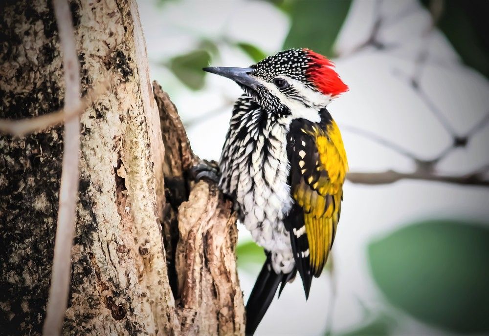 The Woodpecker