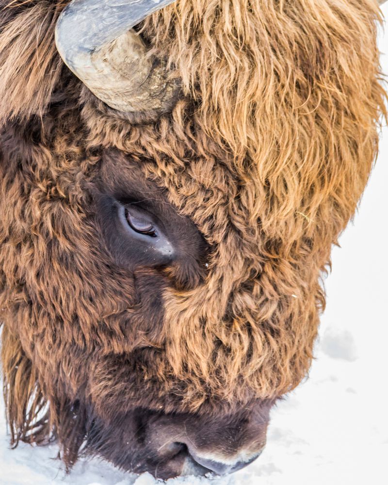 Bison