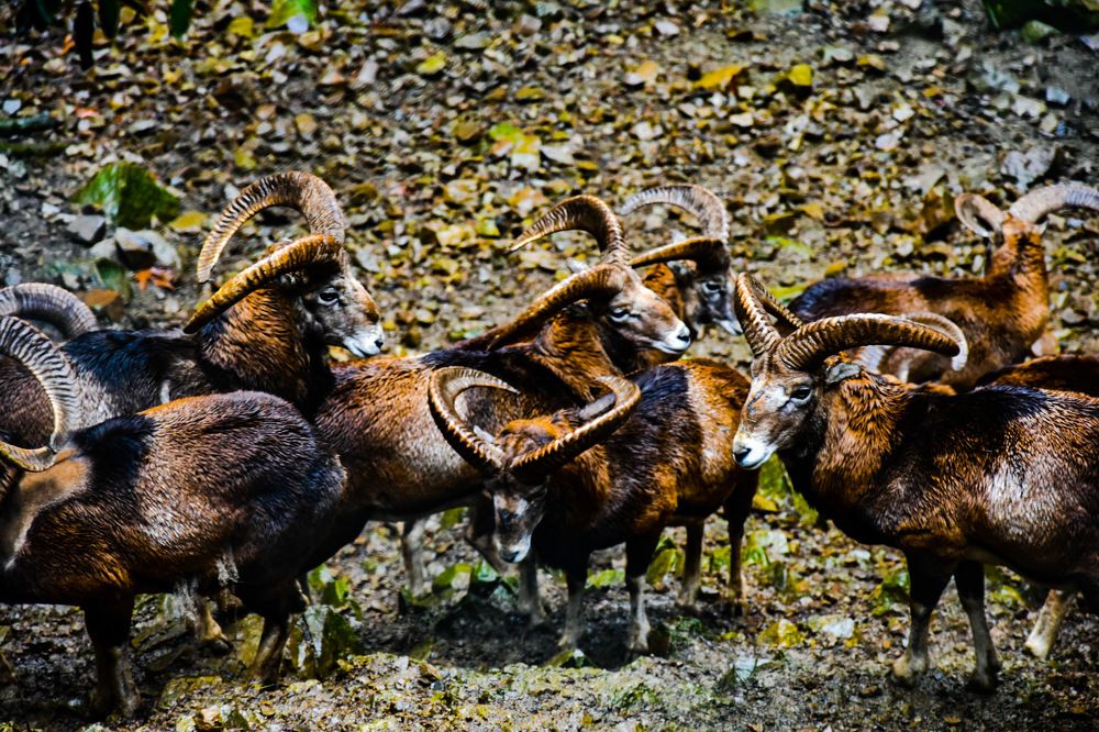 Wild goats of cyprus