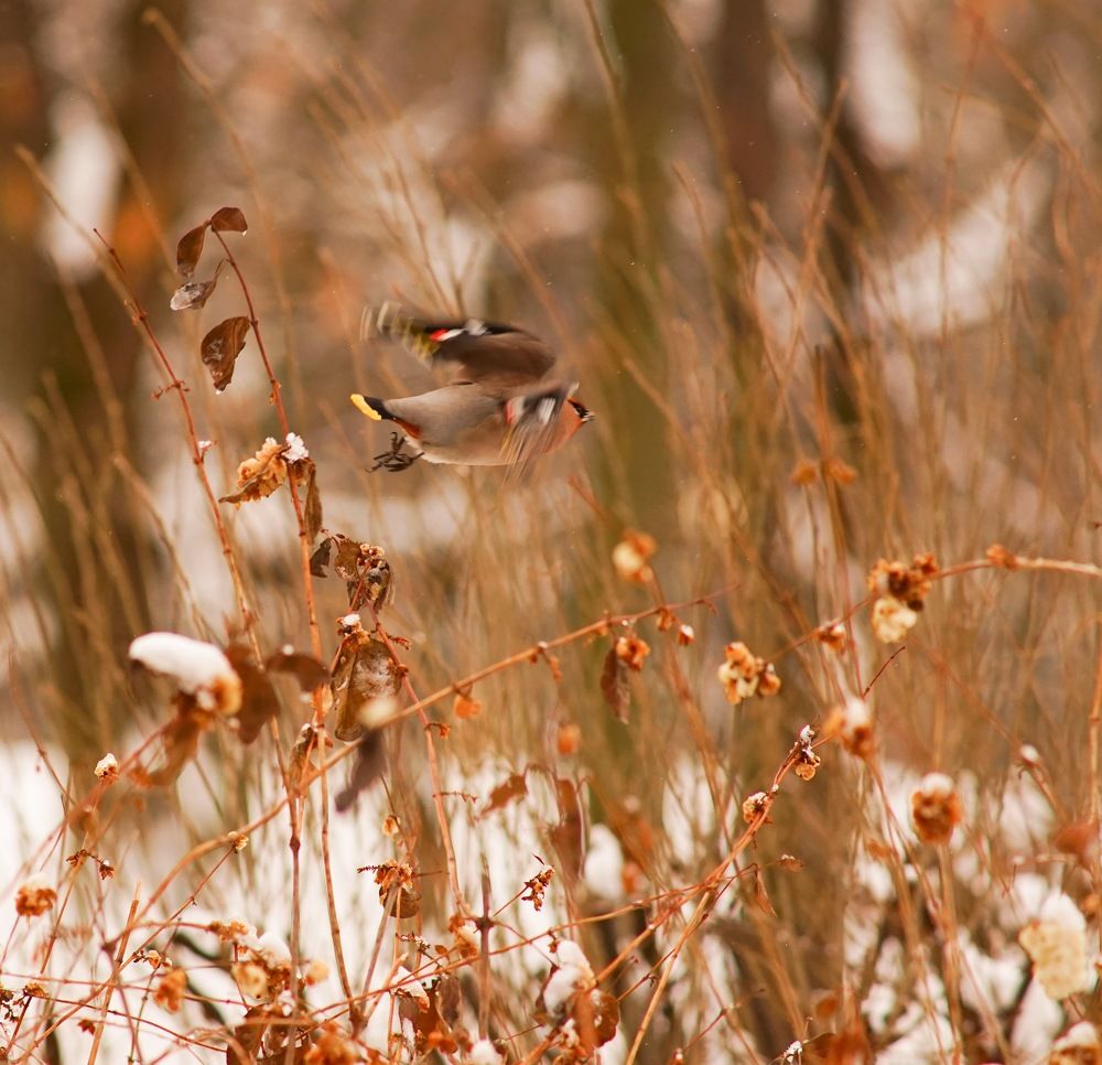 Полет свиристели ...