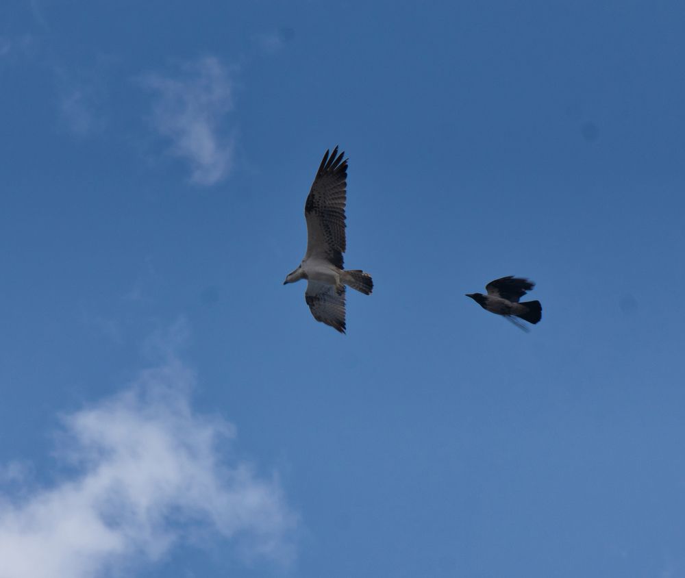 Главное Хвост