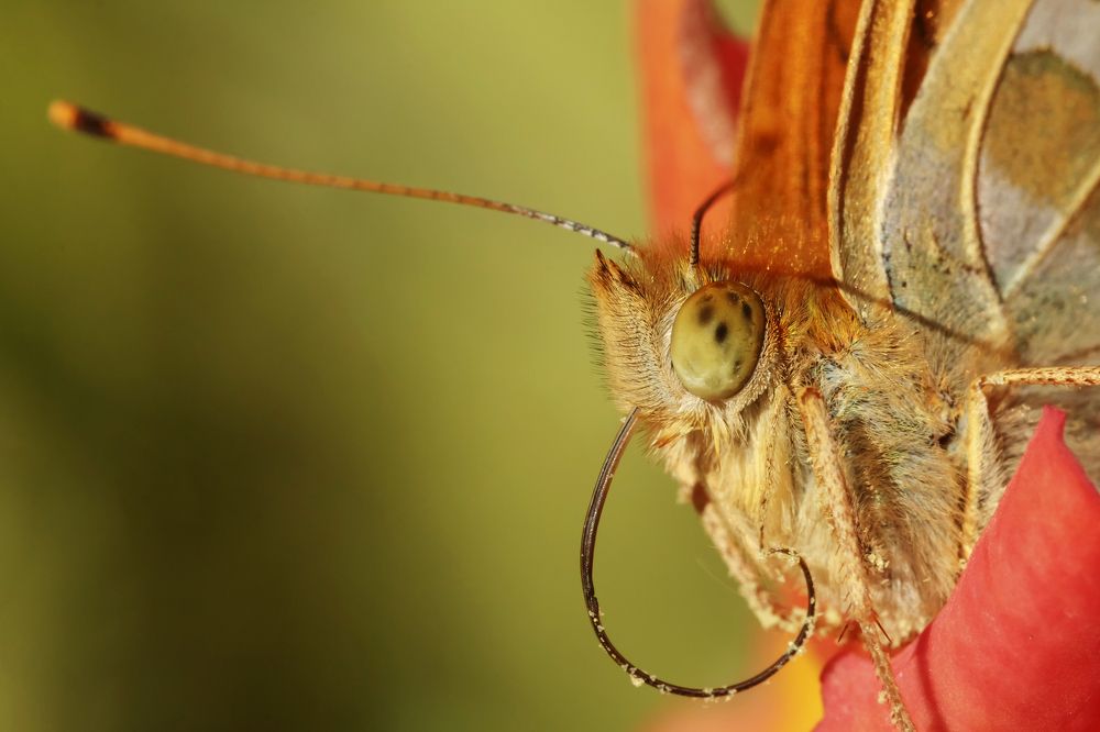 портрет во время обеда