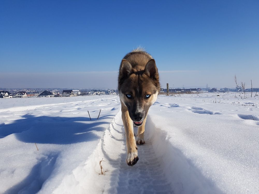 My blue-eyed doggo, Zeus