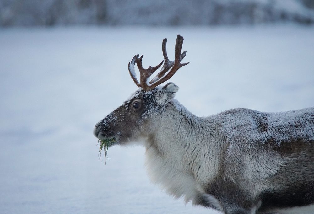 Grazing Reindeer