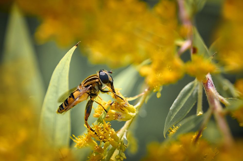 Муха-журчалка