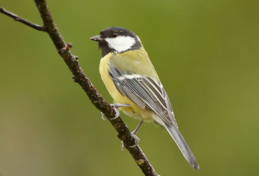 Great Tit