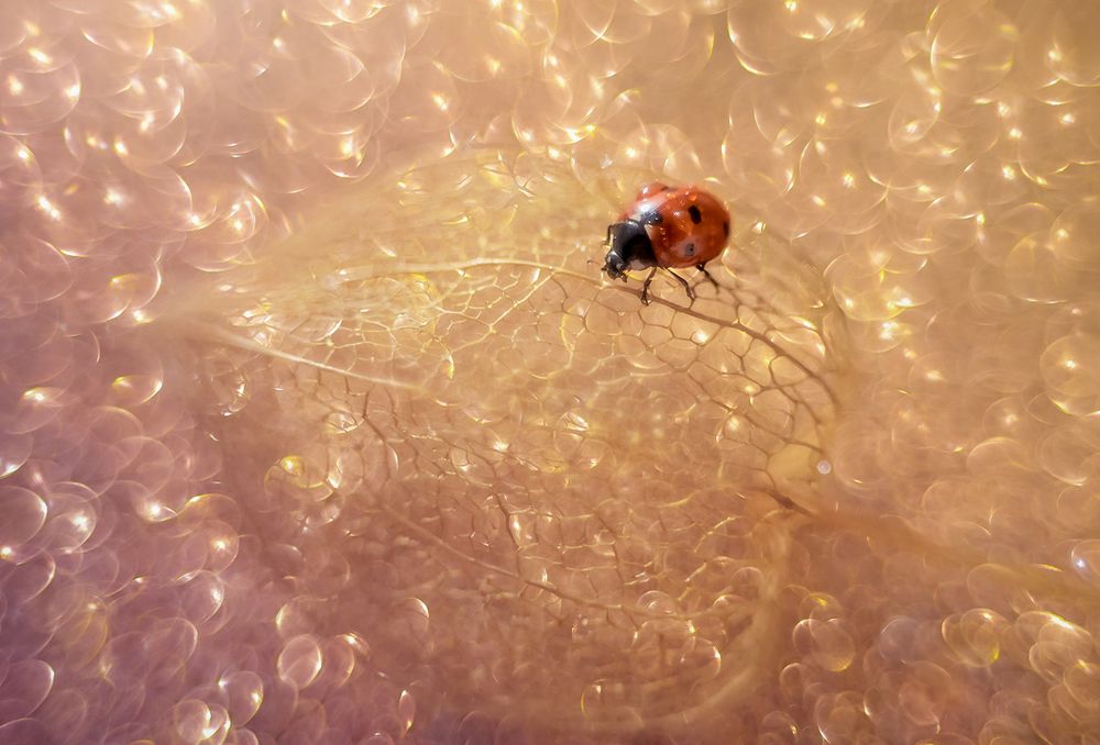 Золотистый рассвет