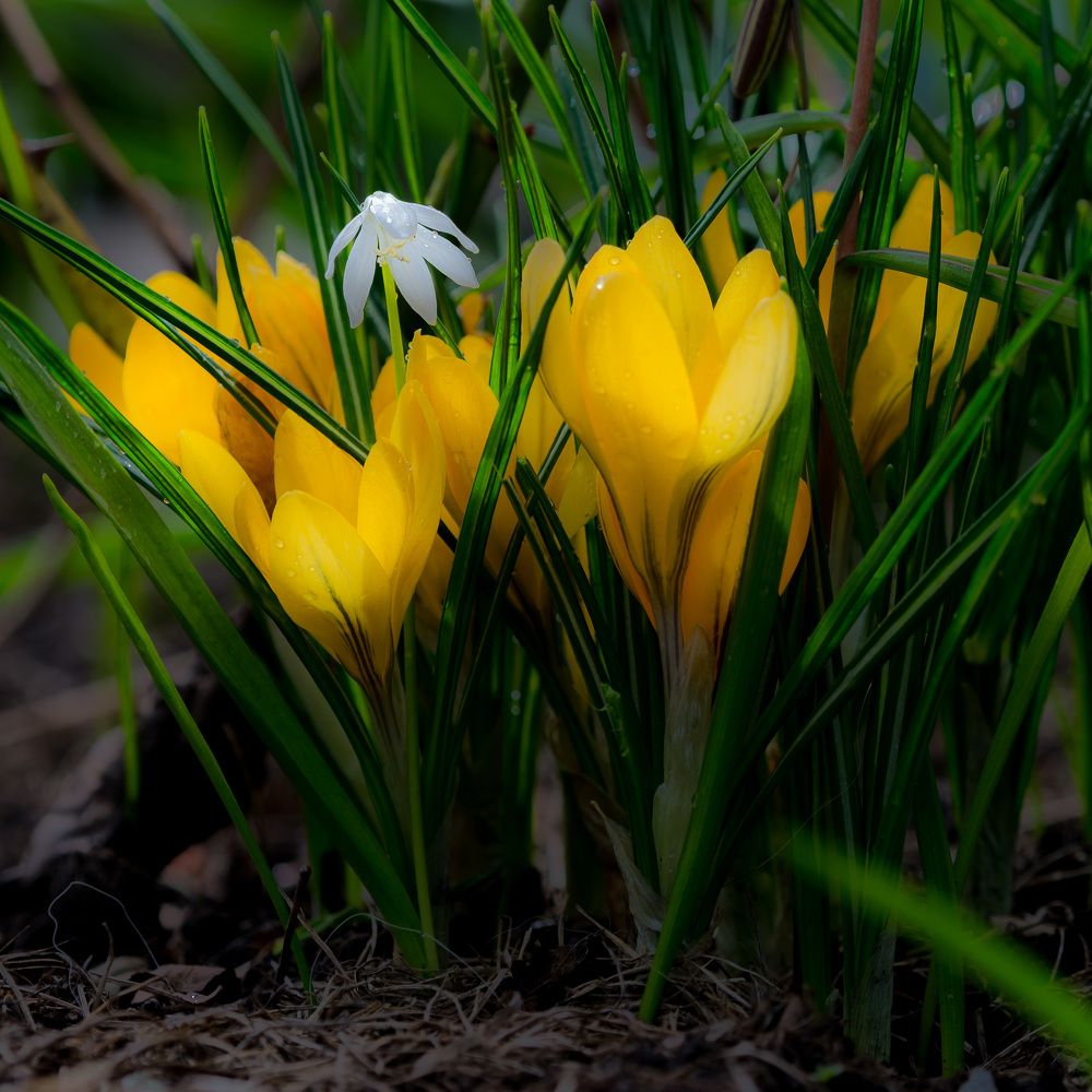 Я тут главный