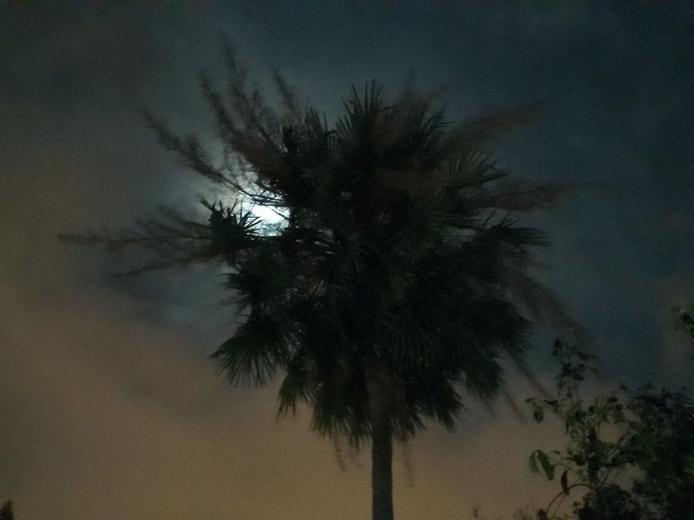 Luna y palmera