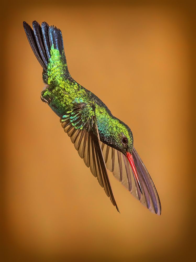 Shine your crazy diamond