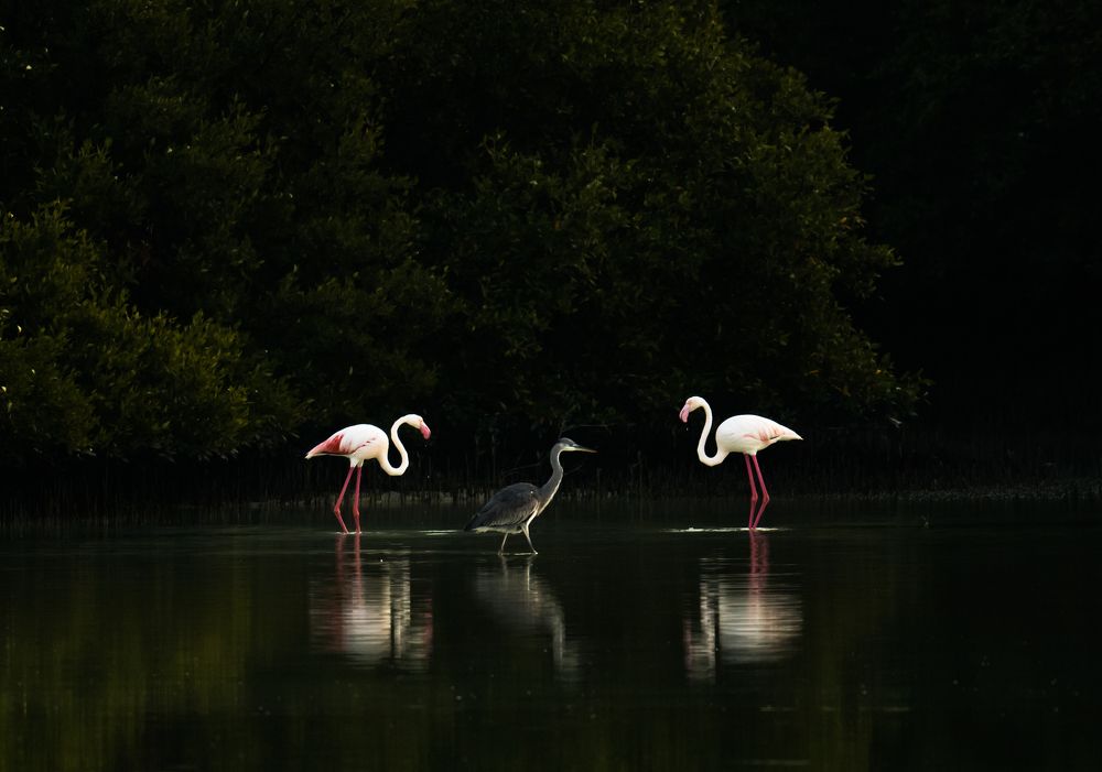 Fairies in mangroves