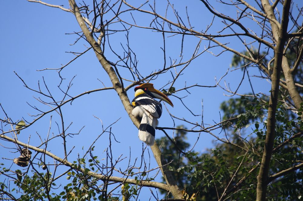 Great Hornbill