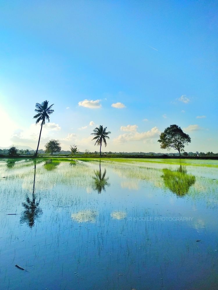Landscape
