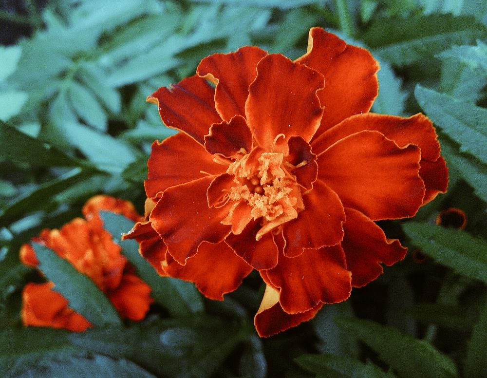 Marigold