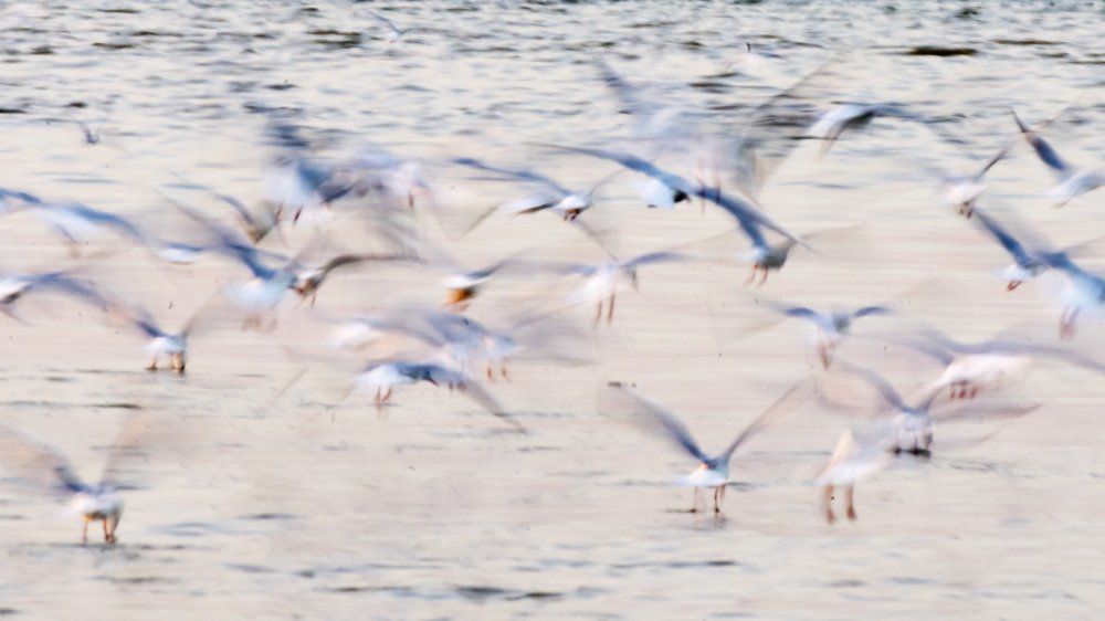 Gull Blur.