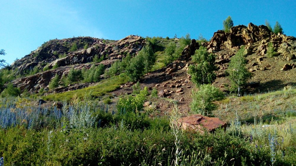 Ворон или Аист