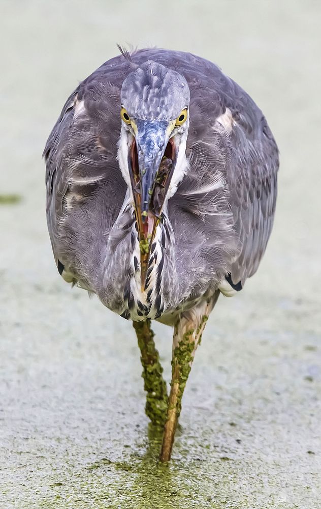 Завтрак на болоте