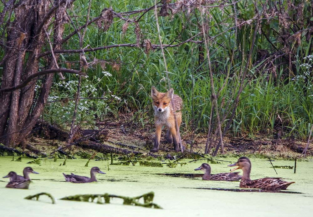 Первое знакомство...