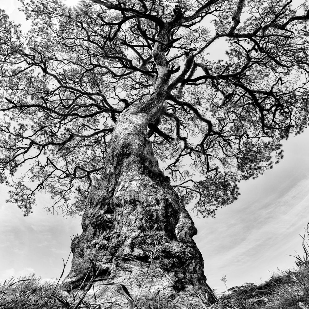 Старая сосна