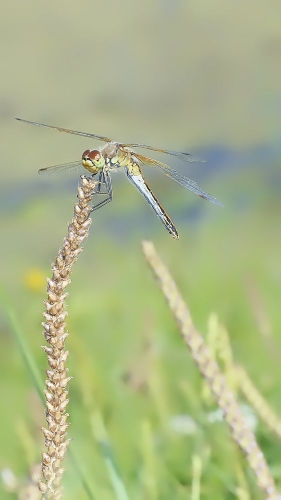 стрекозья радость