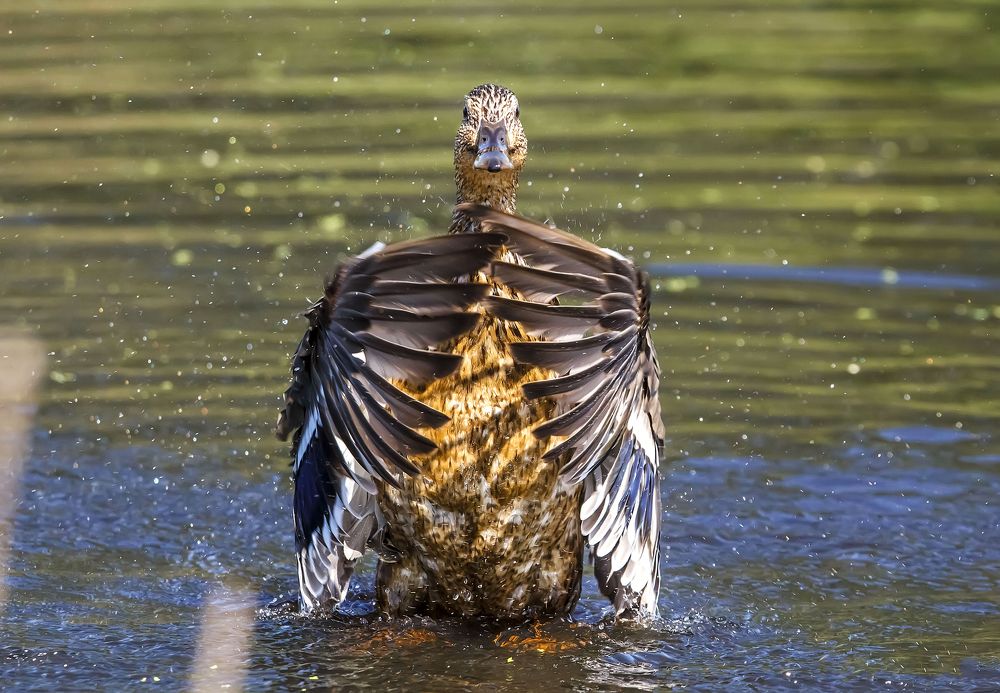 Цыганочка с выходом...