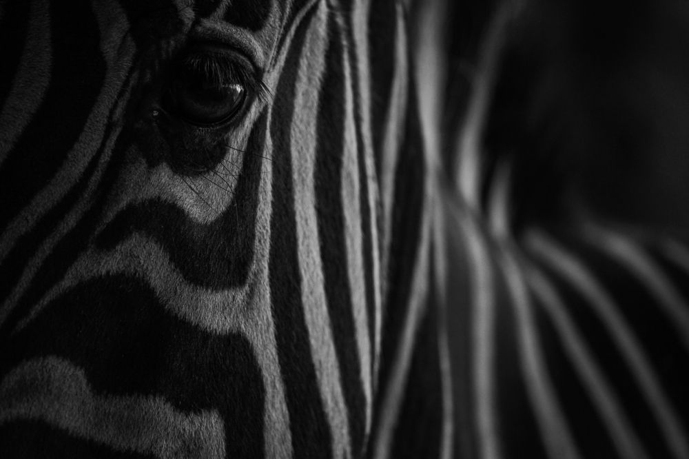 Game of Black & White