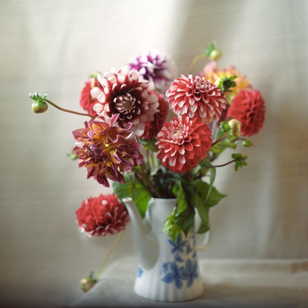 Астры в кофейнике