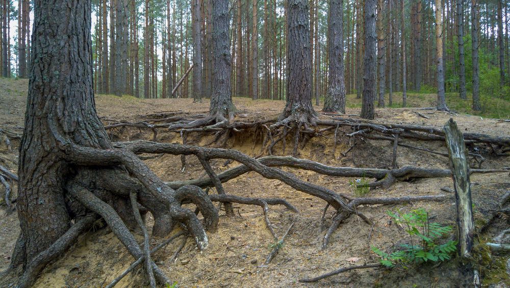 Корни земли Русской