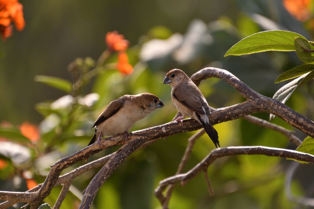 Chit Chat between Male and Female Indian Silver Birds