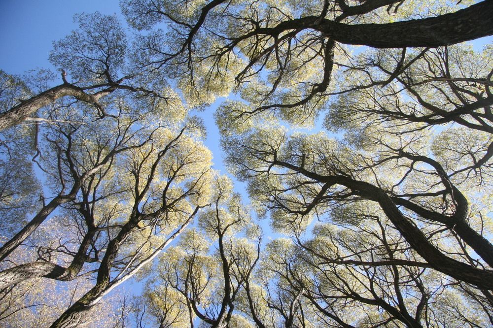 Когда деревья были большими