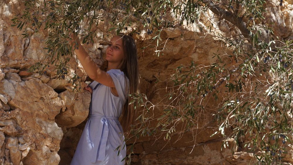 Оливковое дерево