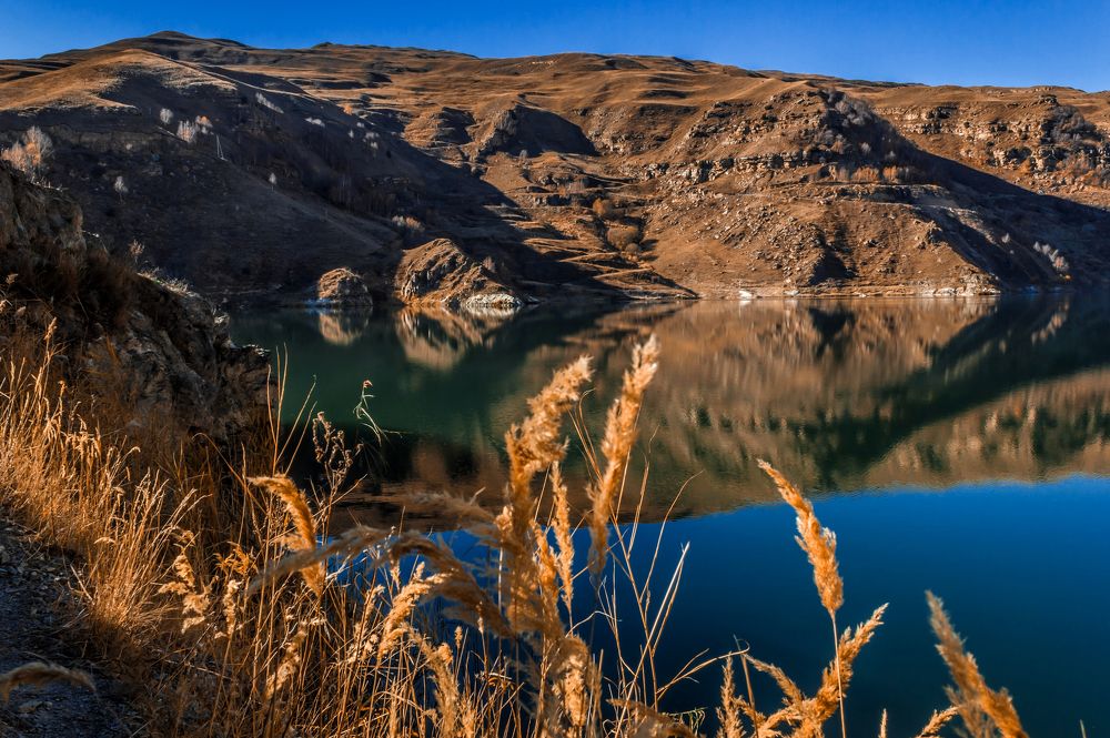 Медведица с медвежонком