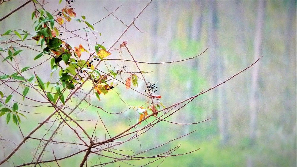 North Carolina Forest Fairy Tale 1 - лесная сказка Северной Каролины 1
