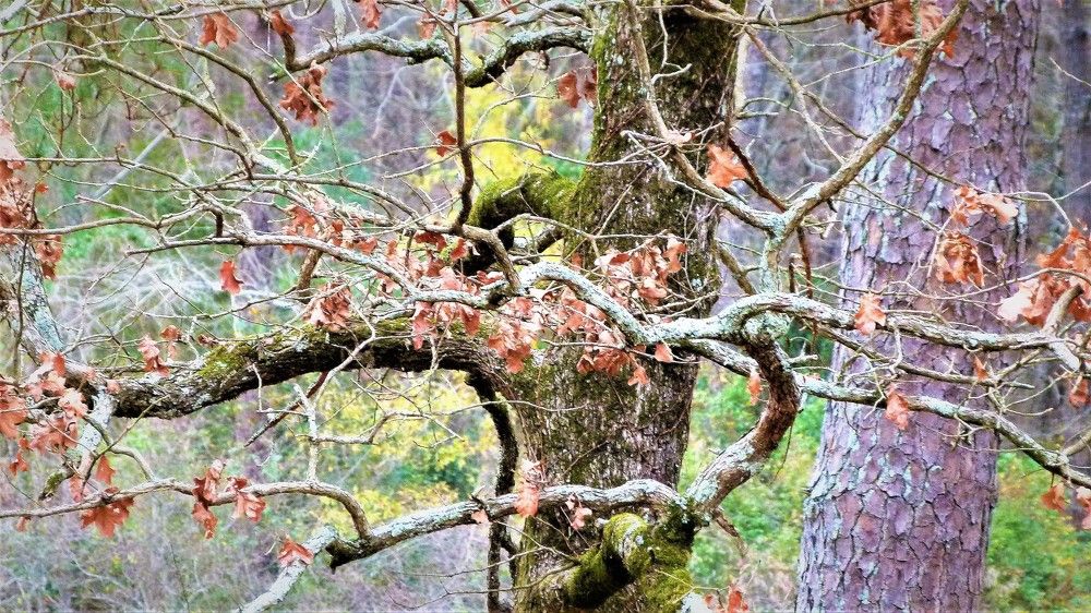 North Carolina Forest Fairy Tale 2 - лесная сказка Северной Каролины 2