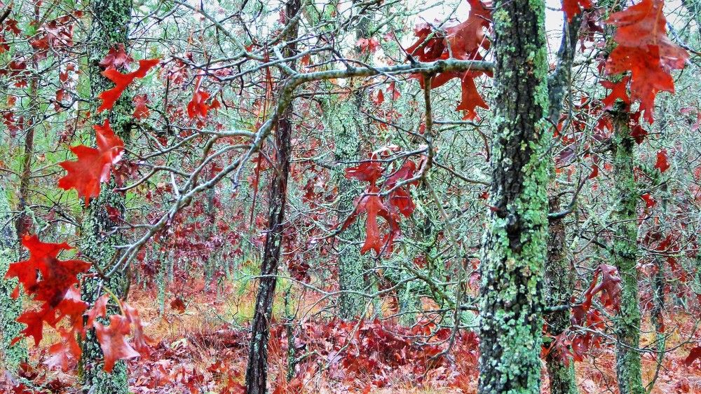 North Carolina Forest Fairy Tale 3 - лесная сказка Северной Каролины 3