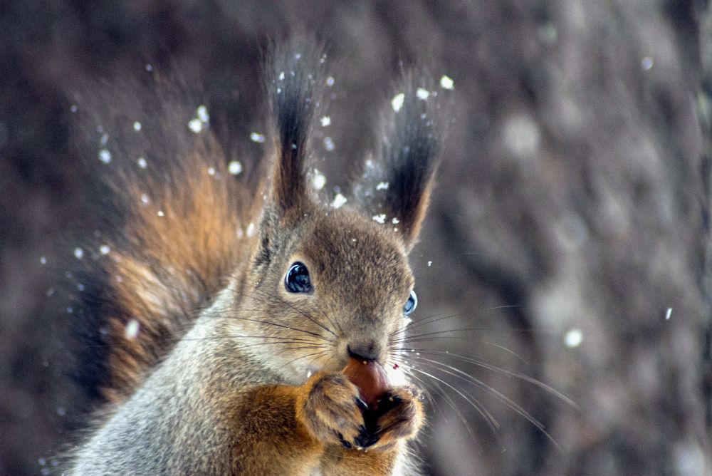 Photograph by Виктор Печищев
