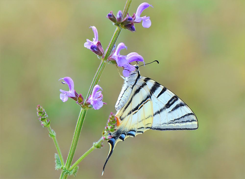 Парусник подалирий.