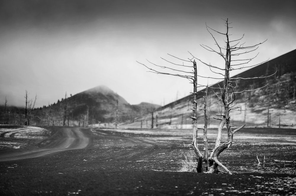 Страж мёртвого леса...