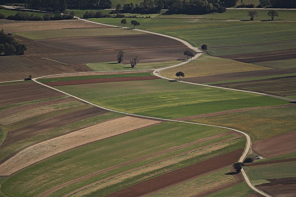 Птичий глаз