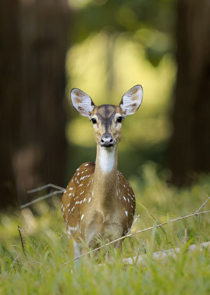 The worried eye