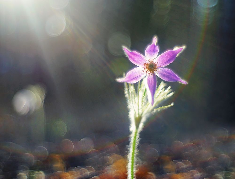 В лучах уходящего солнца...