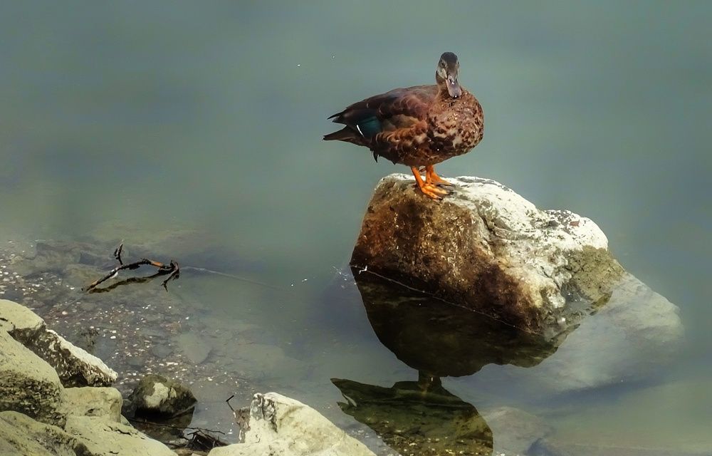 Duck on rock