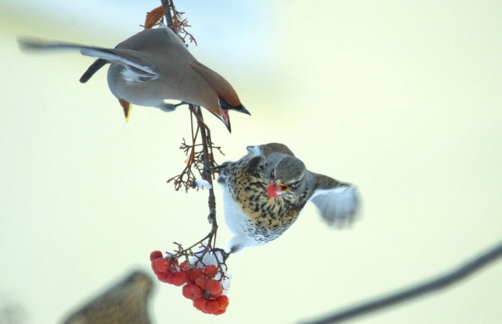 Борьба за ягоды