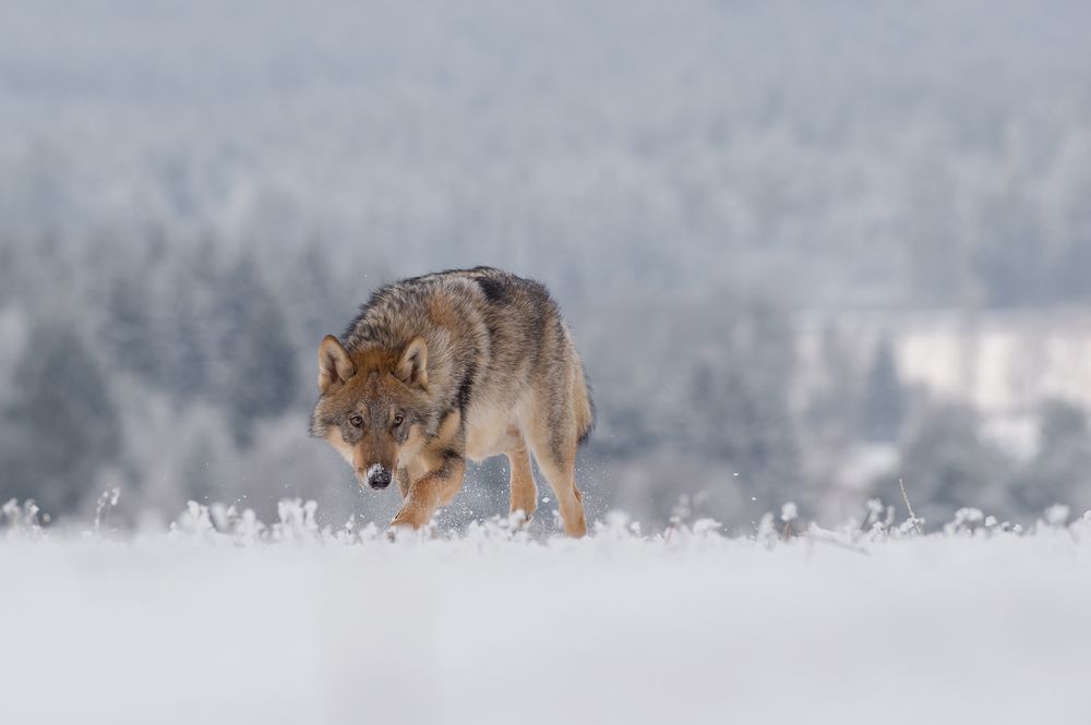 Not to be seen  (Canis lupus)