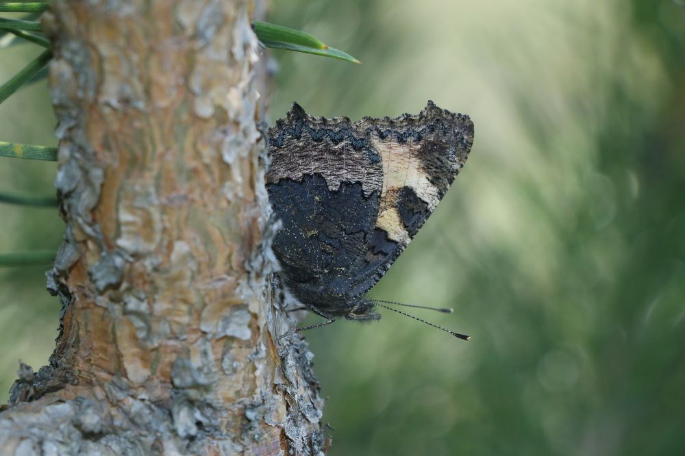 настоящее спокойствие