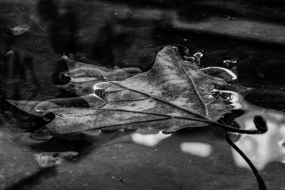 leaf - water in black and white