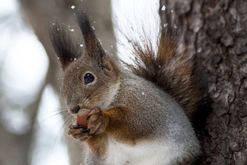 Photograph by Виктор Печищев