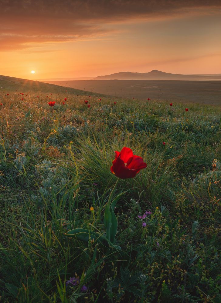 Жизнь Крымской Степи