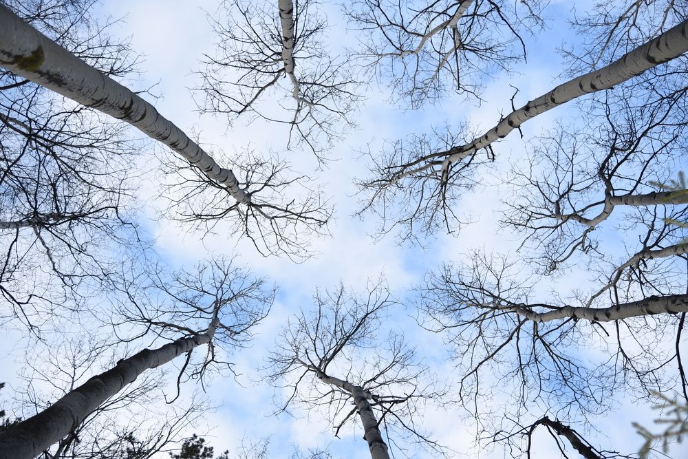 Устремлённые в небо