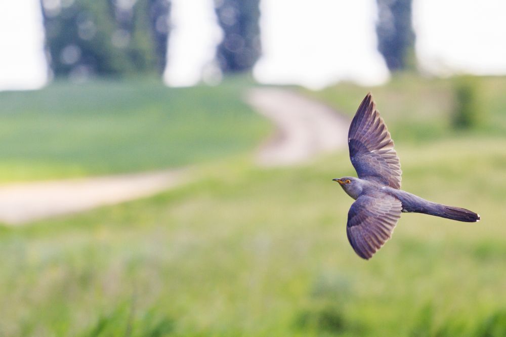 Photograph by Костянтин Пазюк